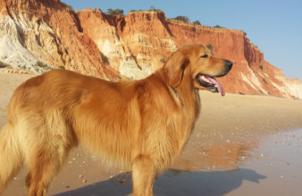Albufeira Algarve