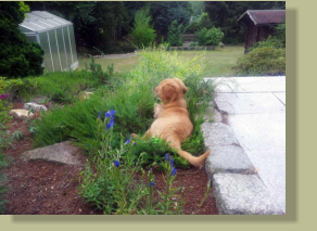 Im Garten wartet noch viel ' Arbeit '
