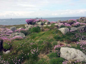 Strandnelken in Lampaul - Pludalmezeau